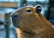 capivara aeroporto americana