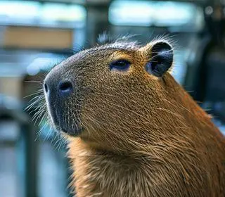 capivara aeroporto americana