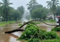 chuva provoca alagamentos e quedas de árvores na região de Campinas