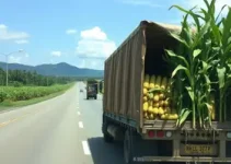 carreta carregada com milho