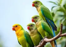 Parque Ecológico de Americana