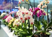 Expo Orquídea