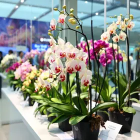 Expo Orquídea