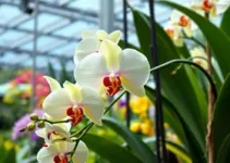 Expo Orquídea