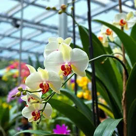 Expo Orquídea