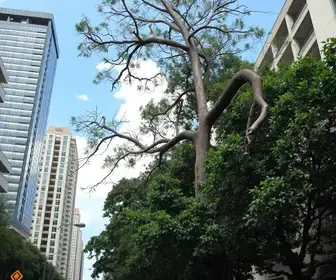 queda de árvore