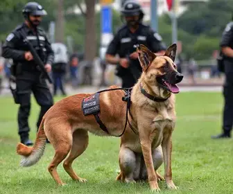 cão-robô e drone térmico em Americana