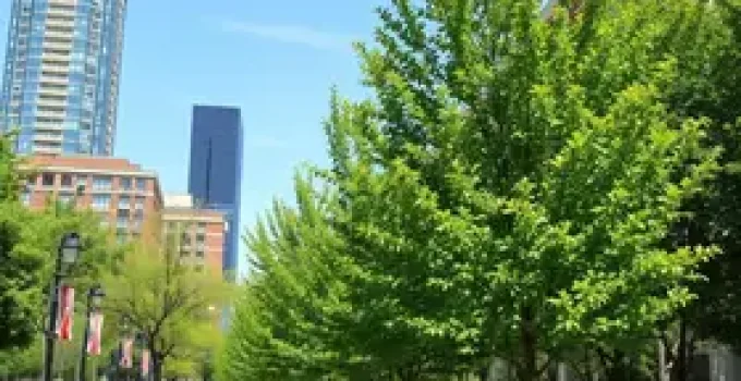 arborização