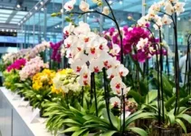 Expo Orquídea