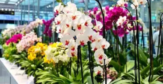 Expo Orquídea
