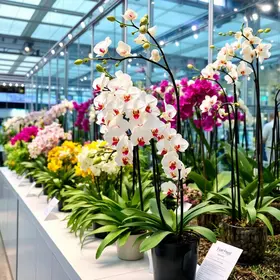 Expo Orquídea