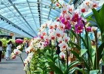 Expo Orquídea