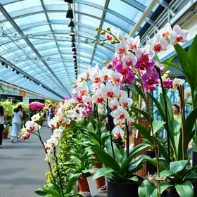Expo Orquídea