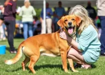 mutirão de castrações gratuitas