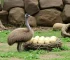 Zoo Americana ovos de emu
